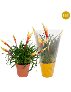 VRIESIA SHANNON T12CM