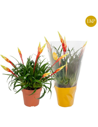 VRIESIA SHANNON T12CM