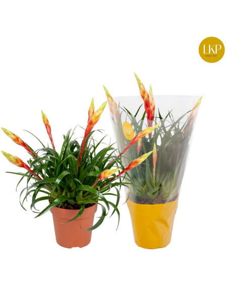 VRIESIA SHANNON T12CM