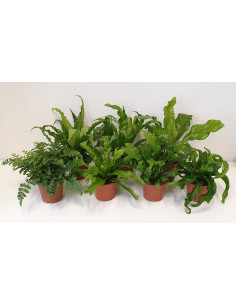 ASPLENIUM NIDUS IMP T12CM MIX