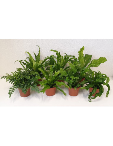 ASPLENIUM NIDUS IMP T12CM MIX