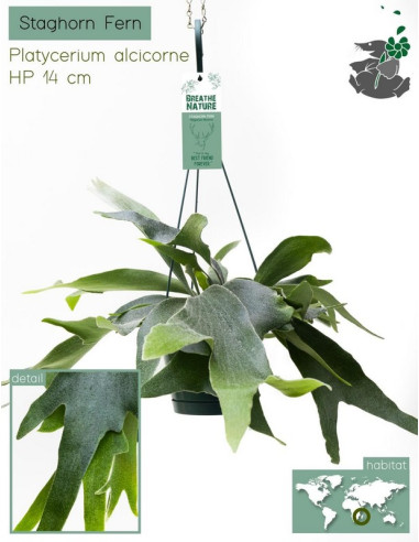 PLATYCERIUM IMP T14CM PENJADOR