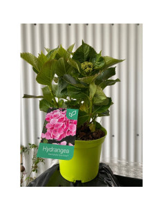 HYDRANGEA MACROPHYLLA SEMIFORÇADA T3LT EN FLOR 30/40