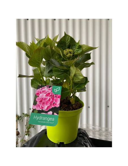 HYDRANGEA MACROPHYLLA SEMIFORÇADA T3LT EN FLOR 30/40