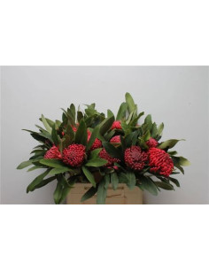 TELOPEA PREU TIJA POMX5