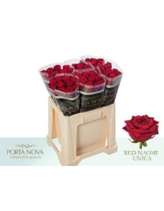 ROSA HOL RED NAOMI 60CM PREU TIJA POMX10