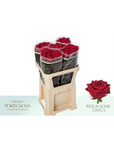 ROSA HOL RED NAOMI UNIQUE 80CM PREU TIJA POMX10