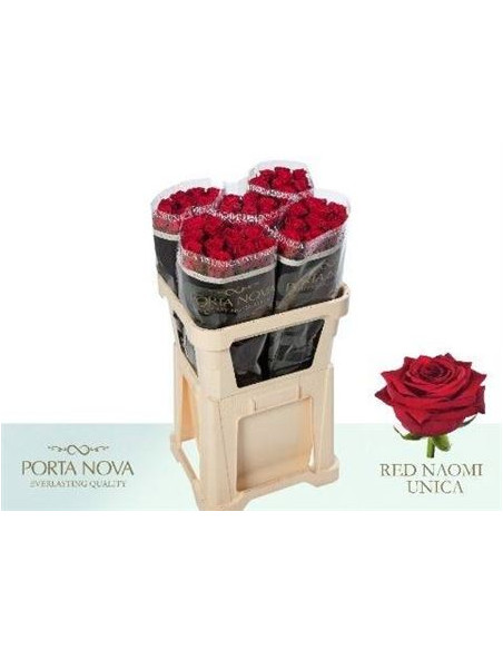 ROSA HOL RED NAOMI UNIQUE 80CM PREU TIJA POMX10