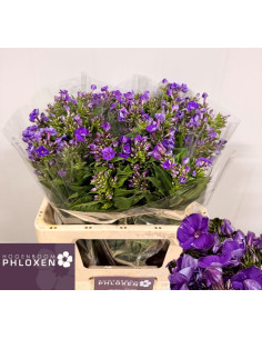 PHLOX IMP PREU TIJA POMX10