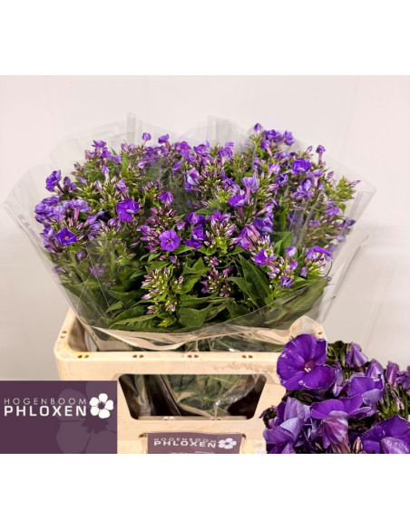 PHLOX IMP PREU TIJA POMX10