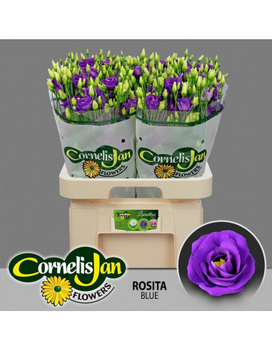 LISIANTHUS IMP 75CM PREU TIJA POMX10