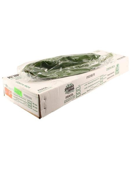 CORDELINEA 80CM PREU POMX10