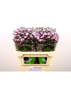 ASTER MIX PREU TIJA POMX5