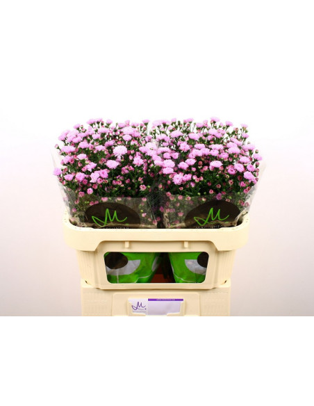 ASTER MIX PREU TIJA POMX5