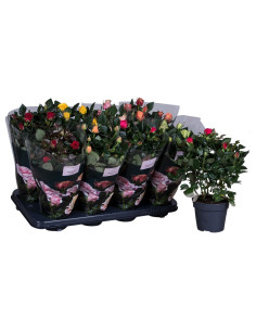 ROSER PITIMINI IMP T13CM