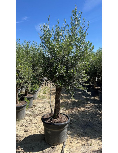 OLEA EUROPAEA T65LT COPA