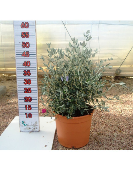 TEUCRIUM FRUTICANS T5LT