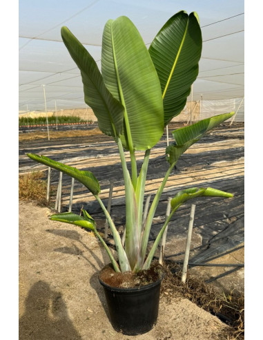 STRELITZIA AUGUSTA T35LT INDIVIDUAL