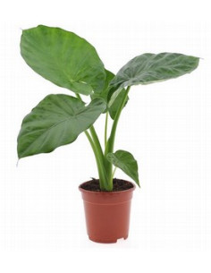 ALOCASIA CALIDORA PAIS T17CM 2