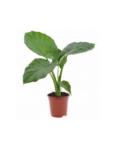 ALOCASIA CALIDORA PAIS T17CM