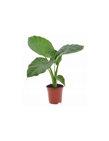ALOCASIA CALIDORA PAIS T17CM