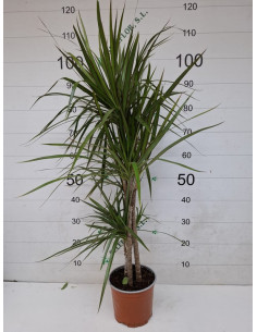 DRACAENA MARGINATA T20CM 15/30/45CM