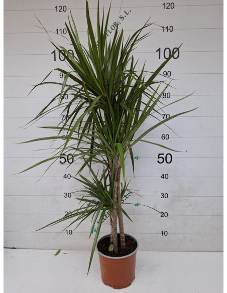 DRACAENA MARGINATA T20CM 15/30/45CM