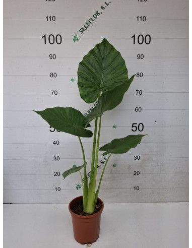 ALOCASIA CALIDORA PAIS T17CM