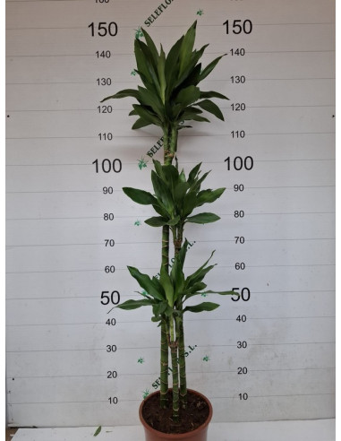 DRACAENA JANET CRAIG 3TRONCS 125CM