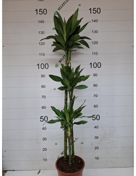 DRACAENA JANET CRAIG 3TRONCS 125CM