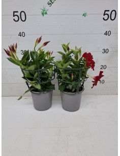 DIPLADENIA ARBUSTIVA T14CM