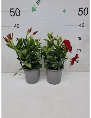 DIPLADENIA ARBUSTIVA T14CM