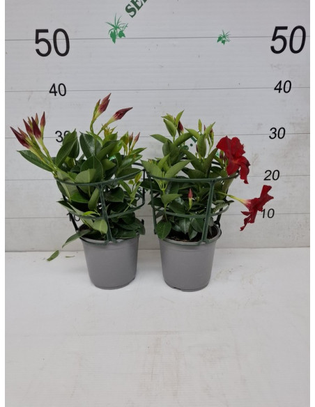 DIPLADENIA ARBUSTIVA T14CM