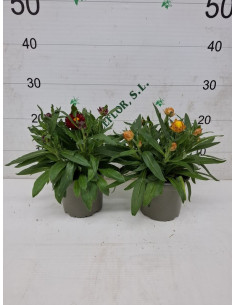 BRACTEANTA T13CM -INMORTALS 2