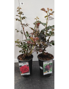 ROSER PAIS PERFUMAT T3LT MEILLAND TEST RODO