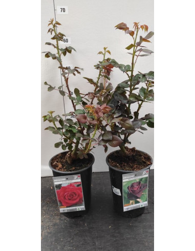 ROSER PAIS PERFUMAT T3LT MEILLAND TEST RODO