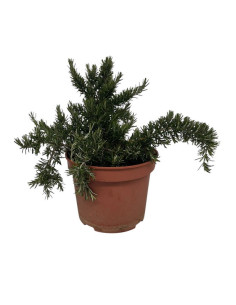 ROSMARINUS POSTRATUS T5LT