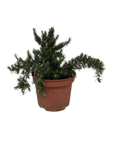 ROSMARINUS POSTRATUS T5LT