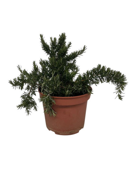 ROSMARINUS POSTRATUS T5LT