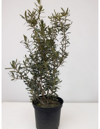 OLEA EUROPAEA T10LT ARBUSTIVA