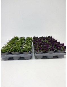 LOBULARIA MARITIMA T11CM ALYSSUM