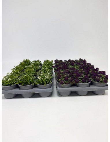 LOBULARIA MARITIMA T11CM ALYSSUM