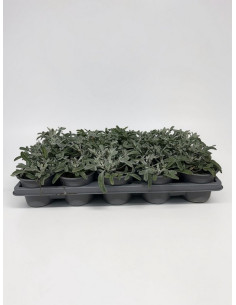 GAZANIA RIGENS T11CM