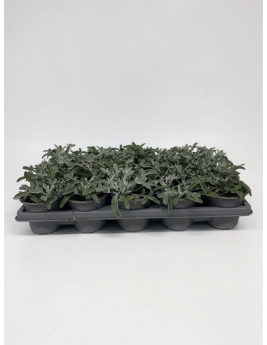 GAZANIA RIGENS T11CM