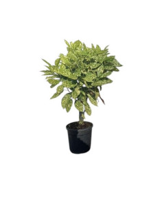 AUCUBA JAPONICA T10LT