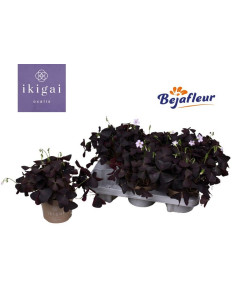 OXALIS MIX T12CM