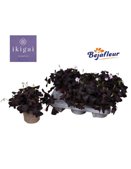 OXALIS MIX T12CM