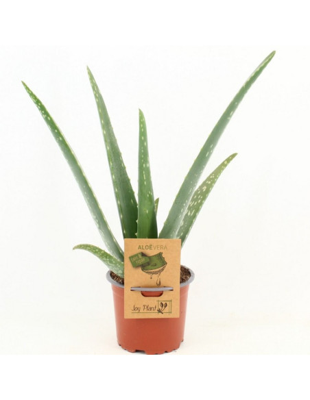 ALOE VERA T10,5CM
