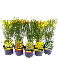 CYTISUS IMP T14CM GINESTA