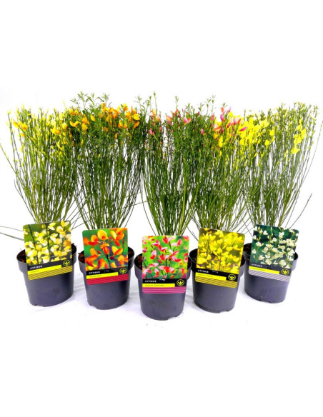 CYTISUS IMP T14CM GINESTA